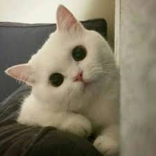Budi Santoso avatar